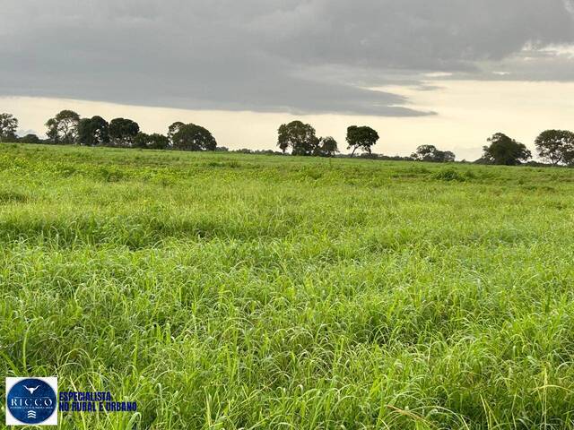 #4211 - Fazenda para Venda em Araguaçu - TO
