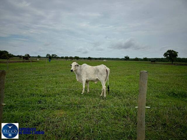 #4213 - Fazenda para Venda em Aragarças - GO