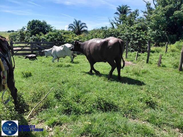 #4217 - Fazenda para Venda em Pontal do Araguaia - MT
