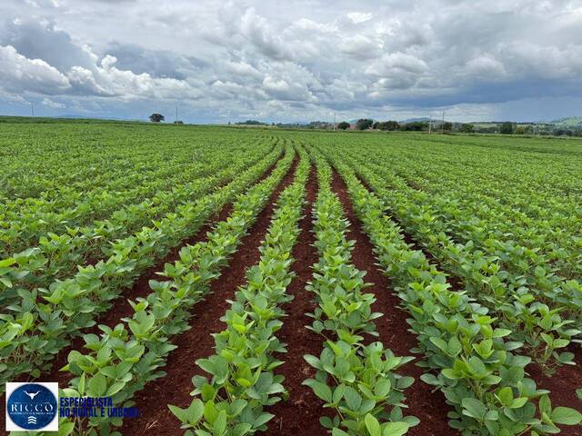 #4222 - Chácara para Venda em Itaberaí - GO