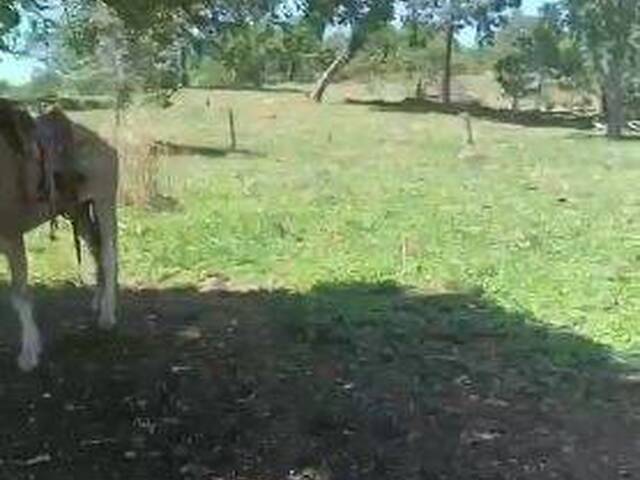 Fazenda para Venda em Pilar de Goiás - 4