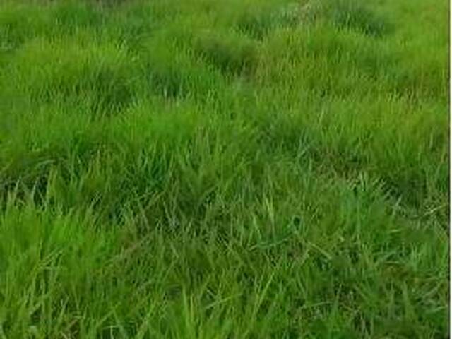 Fazenda para Venda em Goiás - 4