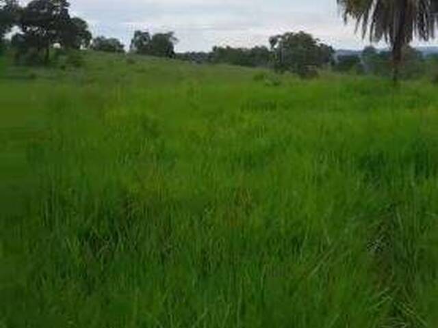 Fazenda para Venda em Goiás - 5