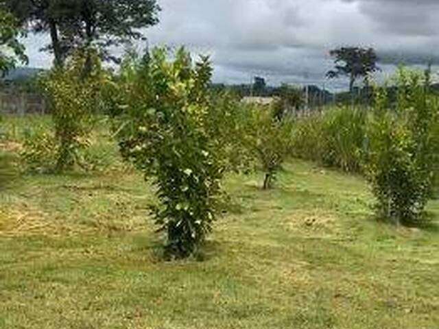Chácara para Venda em Trindade - 4