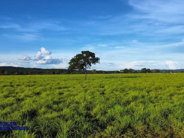 Fazenda para Venda em Jussara - 4