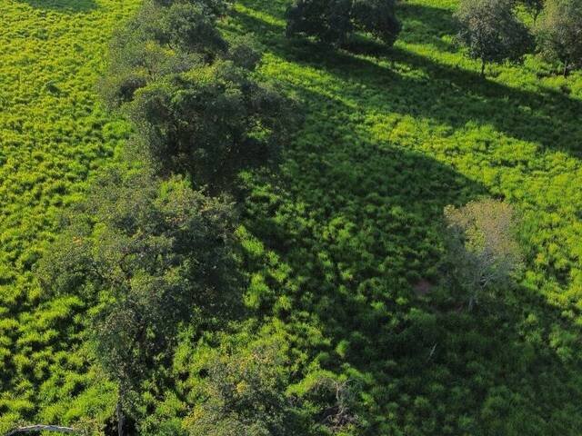 Fazenda para Venda em Jussara - 5