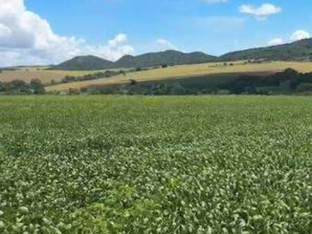 #4278 - Chácara para Venda em Iporá - GO