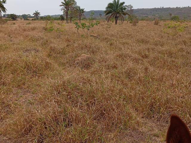 Fazenda para Venda em Iporá - 5