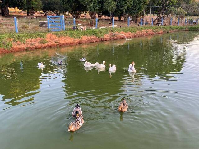 #4288 - Chácara para Venda em Hidrolândia - GO