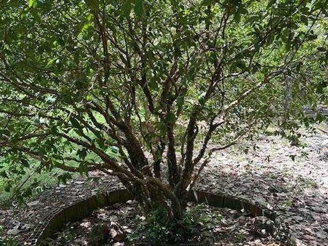Chácara para Venda em Anicuns - 5