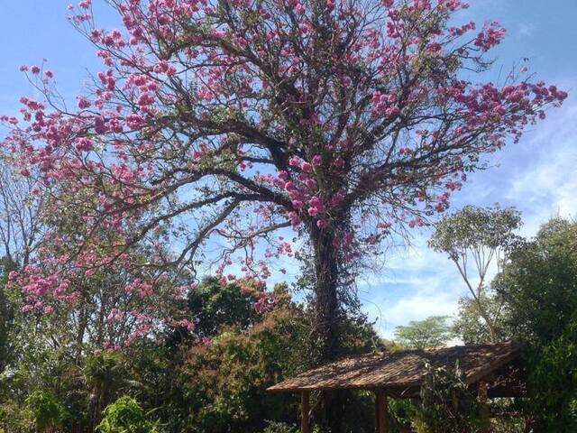 #4310 - Chácara para Venda em Anicuns - GO