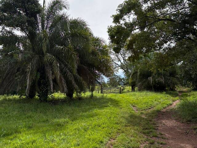 #4325 - Fazenda para Venda em Morrinhos - GO
