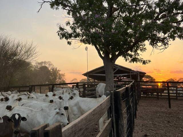 #4326 - Fazenda para Venda em Crixás - GO
