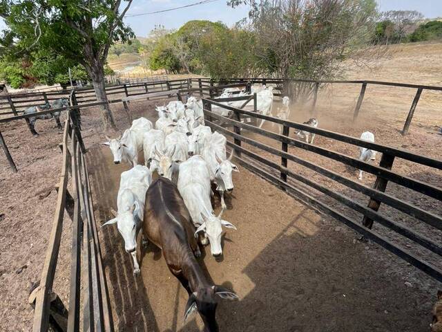 Fazenda para Venda em Crixás - 5