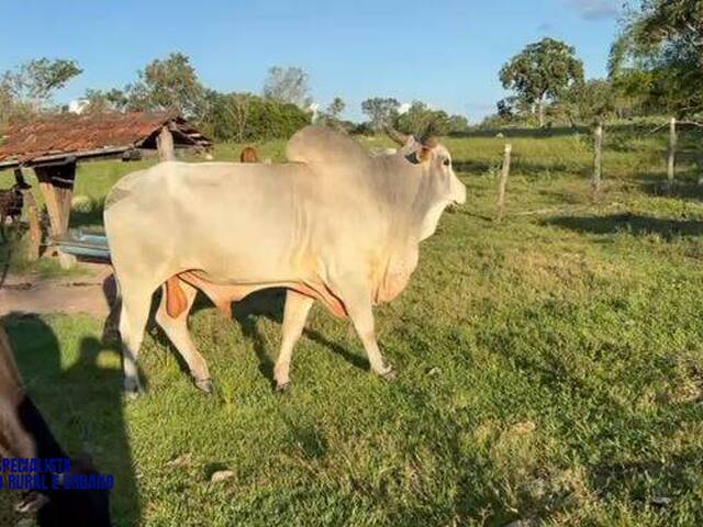 Chácara para Venda em Crixás - 4