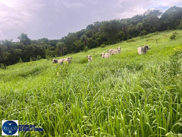 Fazenda para Venda em Mundo Novo - 4