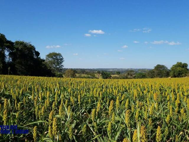 Chácara para Venda em Bela Vista de Goiás - 5