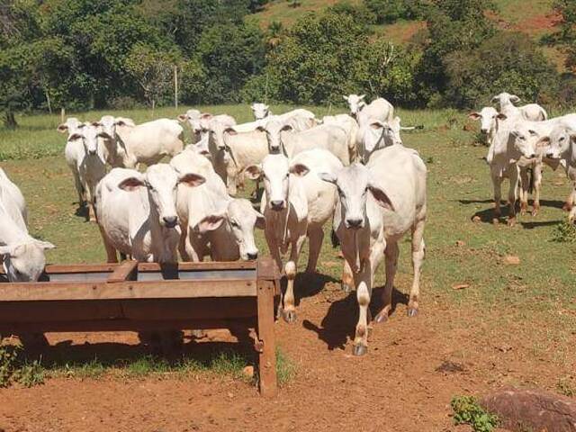 #4378 - Fazenda para Venda em Barro Alto - GO