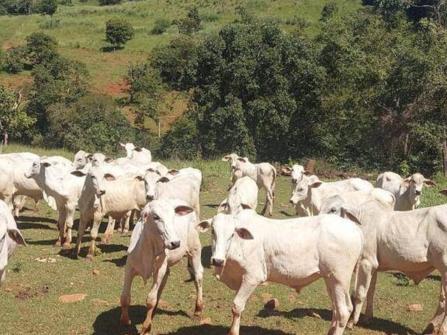 #4378 - Fazenda para Venda em Barro Alto - GO