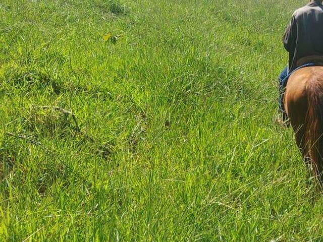 Fazenda para Venda em Barro Alto - 5