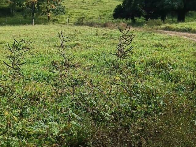 Fazenda para Venda em Rianápolis - 4