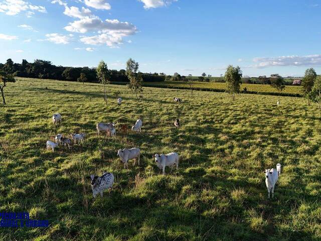 Chácara para Venda em Bela Vista de Goiás - 4