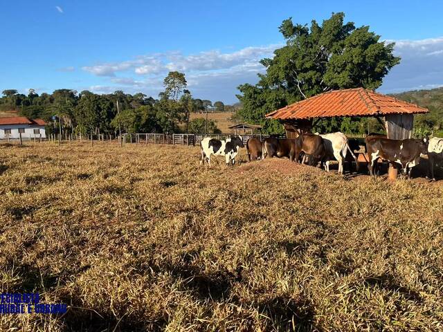 Chácara para Venda em Petrolina de Goiás - 4