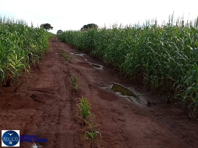 Fazenda para Venda em Talismã - 2