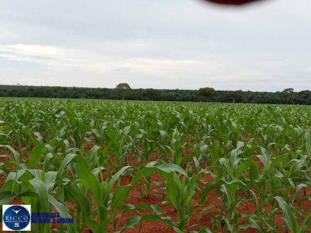 Fazenda para Venda em Talismã - 3