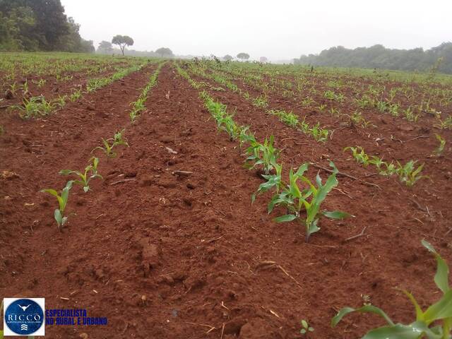 Fazenda para Venda em Talismã - 4