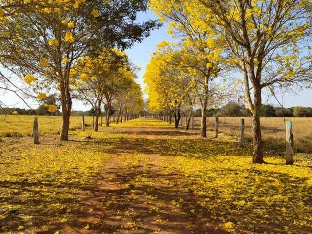 #4466 - Fazenda para Venda em Porangatu - GO
