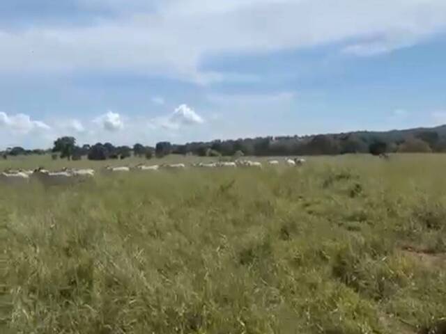 #4466 - Fazenda para Venda em Porangatu - GO