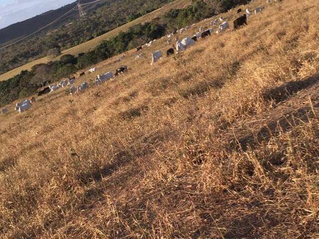 Fazenda para Venda em Silvânia - 2
