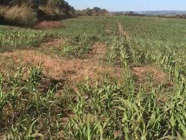 Fazenda para Venda em Silvânia - 5