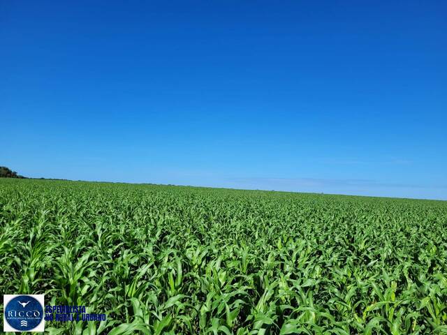 Fazenda para Venda em Lagoa da Confusão - 4