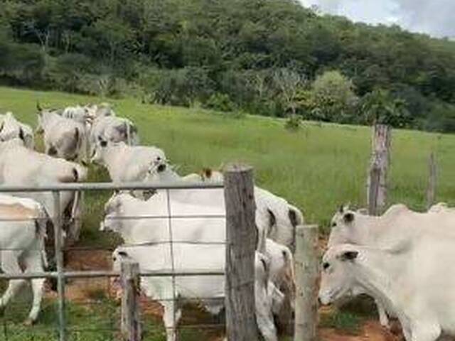 Sítio para Venda em Santa Rosa de Goiás - 3