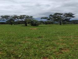 Venda em Setor Central - Ivolândia