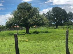 #2184 - Fazenda para Venda em Arraias - TO