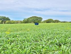 #2338 - Fazenda para Venda em Araguaçu - TO