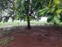 #2555 - Fazenda para Venda em Alvorada do Norte - GO