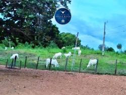 #2565 - Fazenda para Venda em Crixás - GO