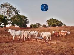 #2565 - Fazenda para Venda em Crixás - GO