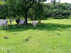 Fazenda para Venda em Bom Jardim de Goiás - 4
