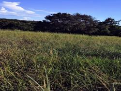 #2696 - Chácara para Venda em Israelândia - GO