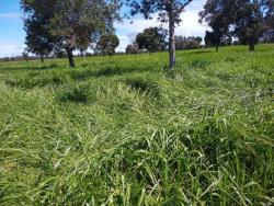 Venda em zona rural - Cocalinho
