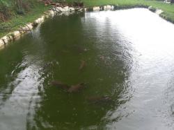 #2977 - Chácara para Venda em Itapuranga - GO